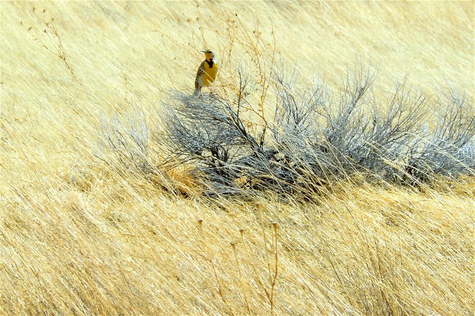 Western meadowlark at Harrison Lake in Madison County, Montana. March 2012.