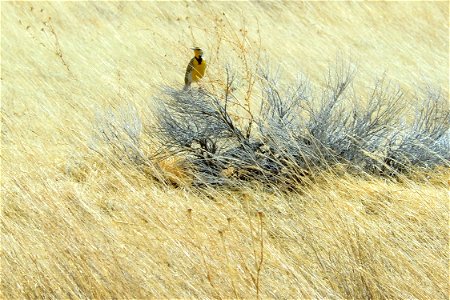 Western meadowlark at Harrison Lake in Madison County, Montana. March 2012.