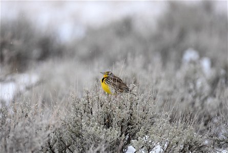 A western Meadowlark adds a small flash of sunshine to a frosty April morning.  Broadwater County, MT. April 2018.



Public domainPublic domainfalsefalse





This image is a work of the Natural Reso