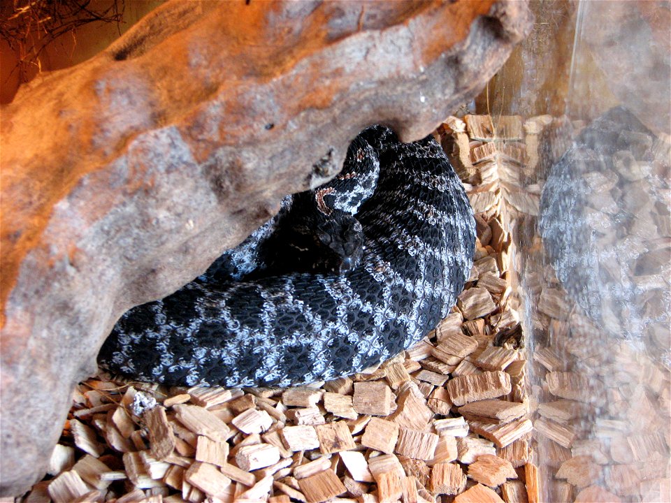 Sistrurus miliarius barbouri, two year old female.