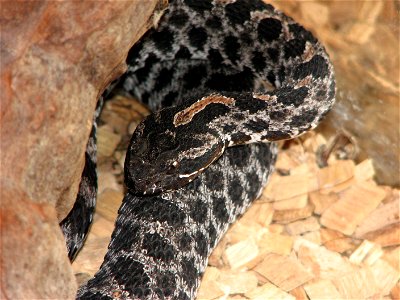 Sistrurus miliarius barbouri, two year old female