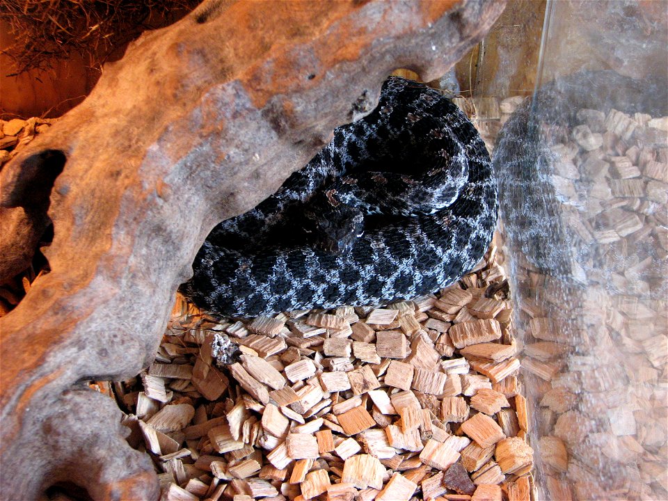 Sistrurus miliarius barbouri, two year old female