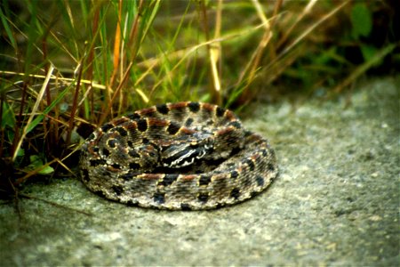 Image title: Pigmy rattlesnake
Image from Public domain images website, http://www.public-domain-image.com/full-image/fauna-animals-public-domain-images-pictures/reptiles-and-amphibians-public-domain-