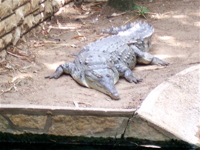 Orinoco Crocodile (crocodylus intermedius) at the San Antonio Zoo.