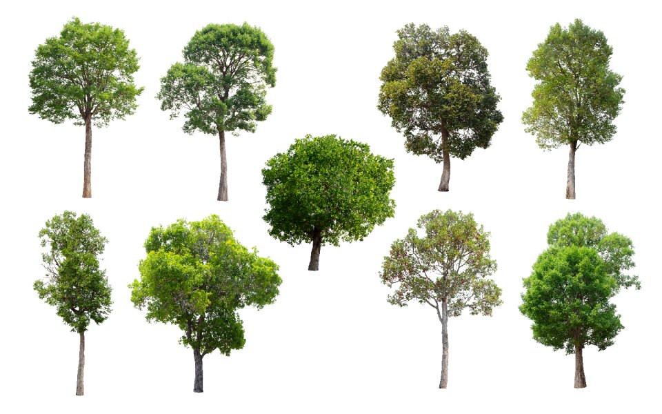 Green summer deciduous trees