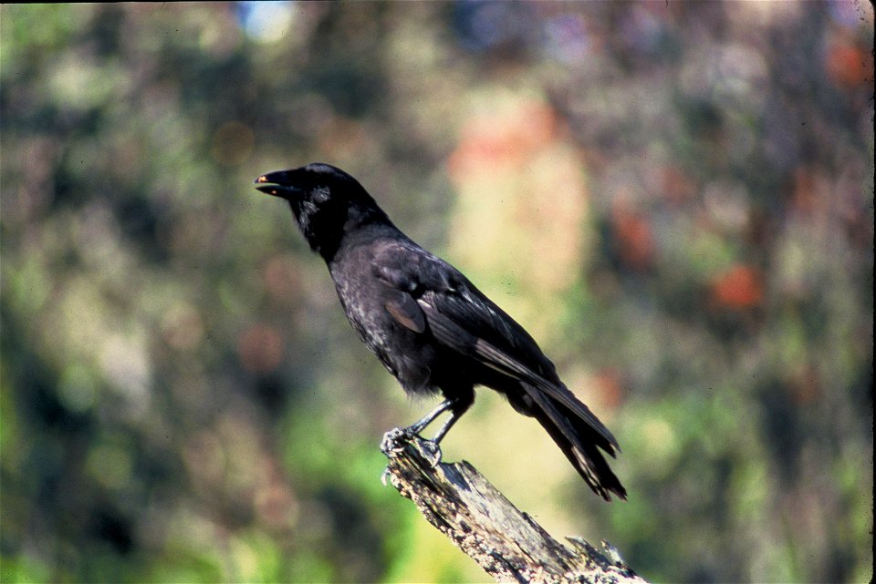 Hawaiian Crow
