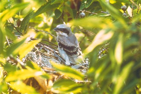 Nestling shrike in tree. photo
