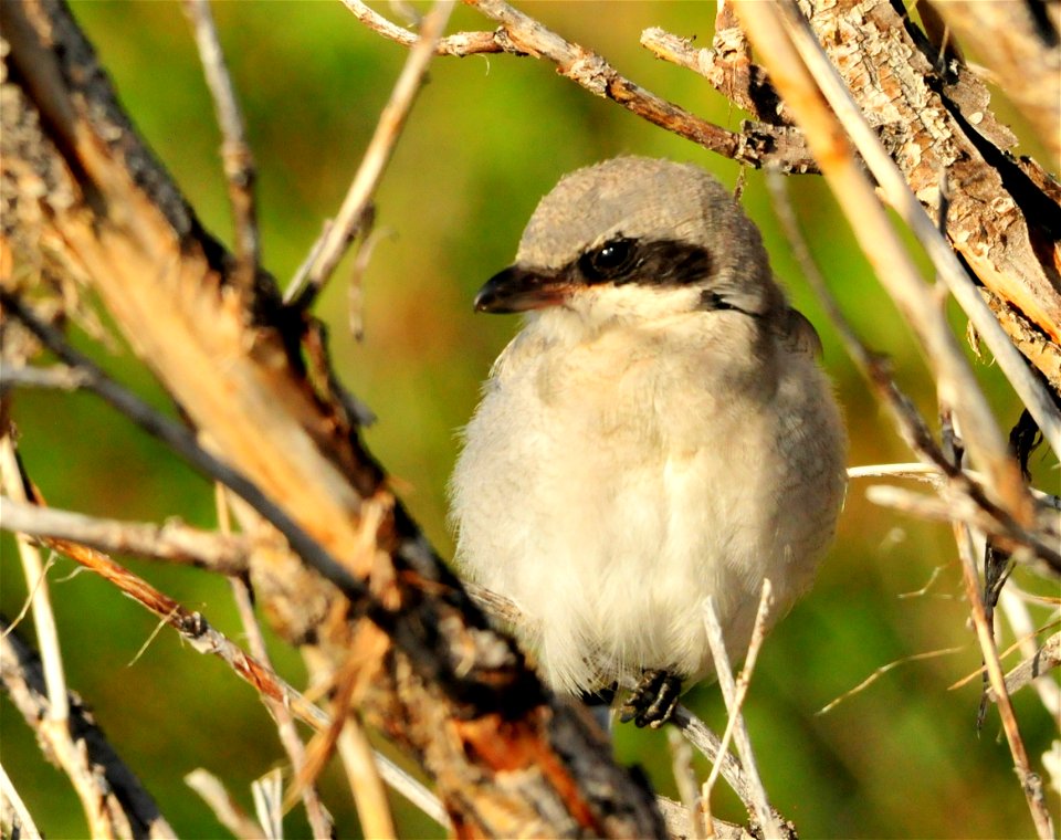 The loggerhead shrike is a songbird with a raptor’s habits. This masked black, white, and gray predator hunts from utility poles, fence posts and other conspicuous perches, preying on insects, birds, 