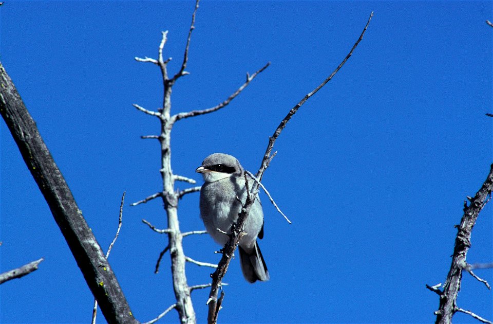 Loggerhead Shrike photographed in the Clear Lake National Wildlife Refuge