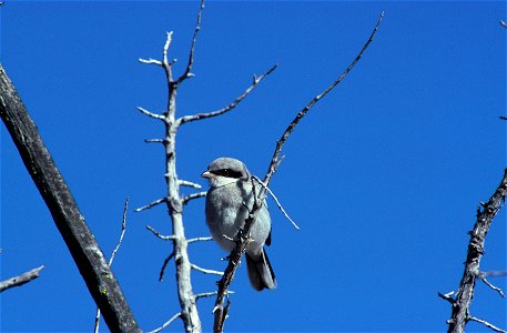 Loggerhead Shrike photographed in the Clear Lake National Wildlife Refuge photo