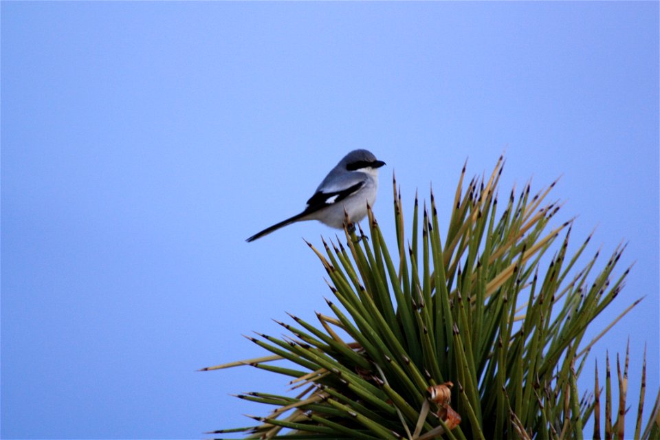 Birds in Joshua Tree National Park: Loggerhead shrike (Lanius ludovicianus); Queen Valley