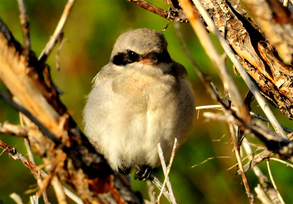 The loggerhead shrike is a songbird with a raptor’s habits. This masked black, white, and gray predator hunts from utility poles, fence posts and other conspicuous perches, preying on insects, birds, 