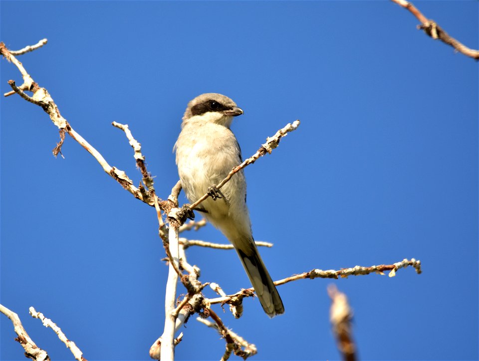 Photo: Tom Koerner/USFWS