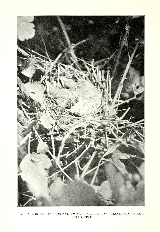 A BLACK-BILLED CUCKOO AND T^^■0 YELLOW-BILLED CUCKOOS IN A YELLOW- 

BILL'S NEST