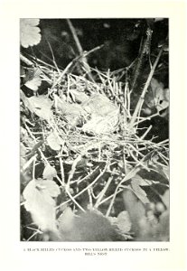 A BLACK-BILLED CUCKOO AND T^^■0 YELLOW-BILLED CUCKOOS IN A YELLOW- 

BILL'S NEST