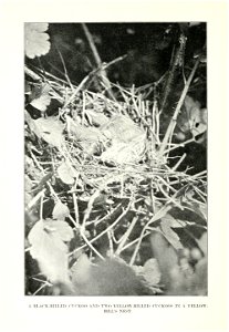 A BLACK-BILLED CUCKOO AND T^^■0 YELLOW-BILLED CUCKOOS IN A YELLOW- BILL'S NEST photo