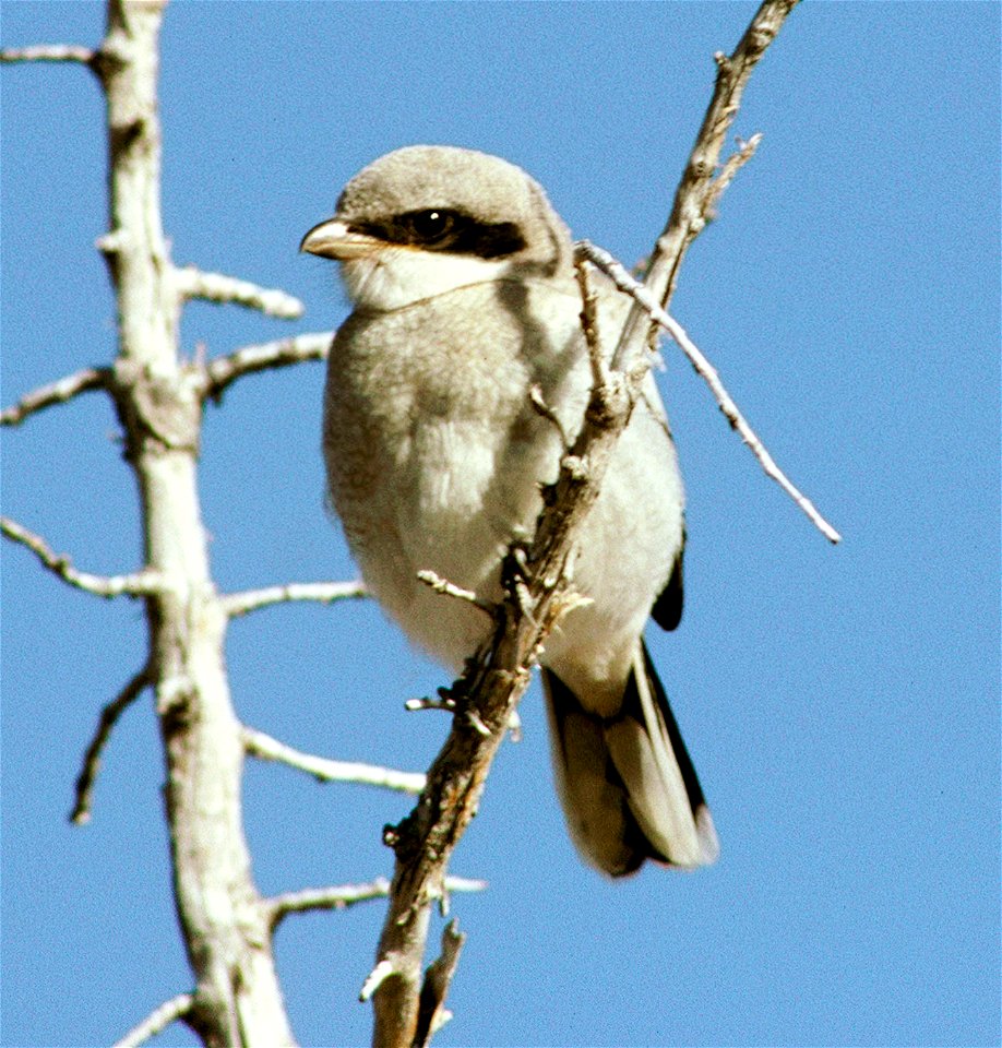 Loggerhead Shrike photographed in the Clear Lake National Wildlife Refuge photo