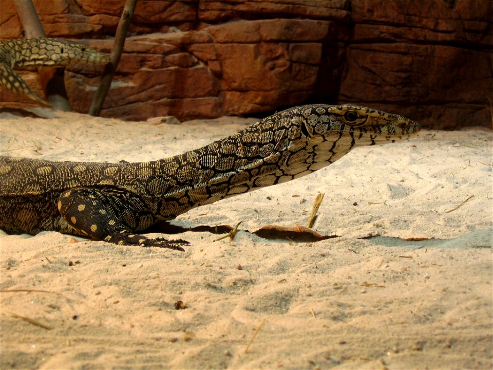 Headshot of a Parentie at Sydney Wildlife World.