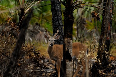 A Key Deer in an area burned the previous day in a prescribed fire at National Key Deer NWR Photo by Josh O'Connor - USFWS
