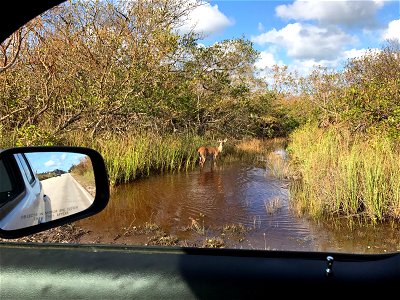 Photo was taken after Hurricane Irma. 9/15/17

Photo by Dan Chapman, USFWS.