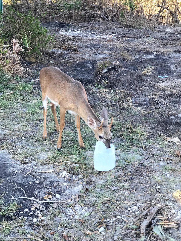 A thirsty deer drinks water provided by USFWS at National Key Deer Refuge on Big Pine Key. Photo by Dan Chapman, USFWS.