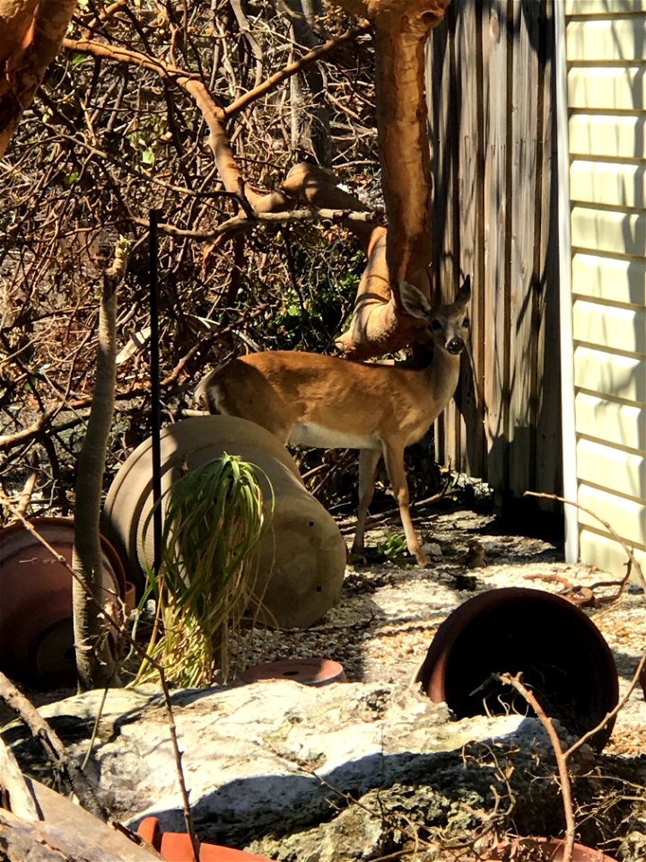 This Key deer was wandering alongside a damaged
home owned by the NWR after Hurricane Irma.
Photo by Dan Chapman, USFWS.

9/15/17