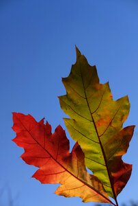 Leaves autumn fall foliage photo