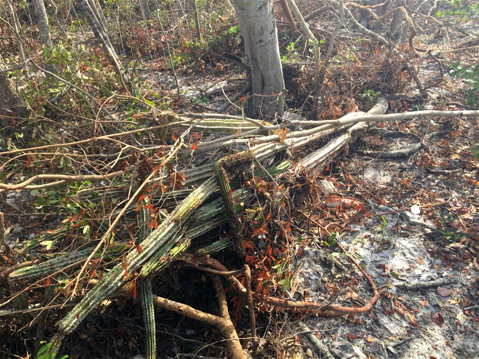 This plant population was hit hard by storm surge, and the species is not as salt tolerant as those found further up the Keys. Together with Fairchild Tropical Botanic Garden we’re working to preserve