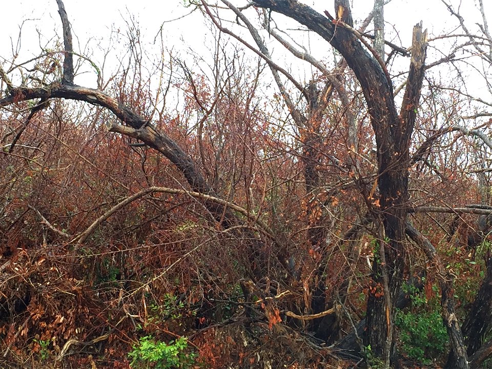 This plant population was hit hard by storm surge, and the species is not as salt tolerant as those found further up the Keys. Together with Fairchild Tropical Botanic Garden we’re working to preserve