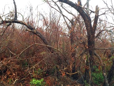 This plant population was hit hard by storm surge, and the species is not as salt tolerant as those found further up the Keys. Together with Fairchild Tropical Botanic Garden we’re working to preserve