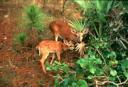 Image title: Mother and young key deer odocoileus virginian clavium
Image from Public domain images website, http://www.public-domain-image.com/full-image/fauna-animals-public-domain-images-pictures/d