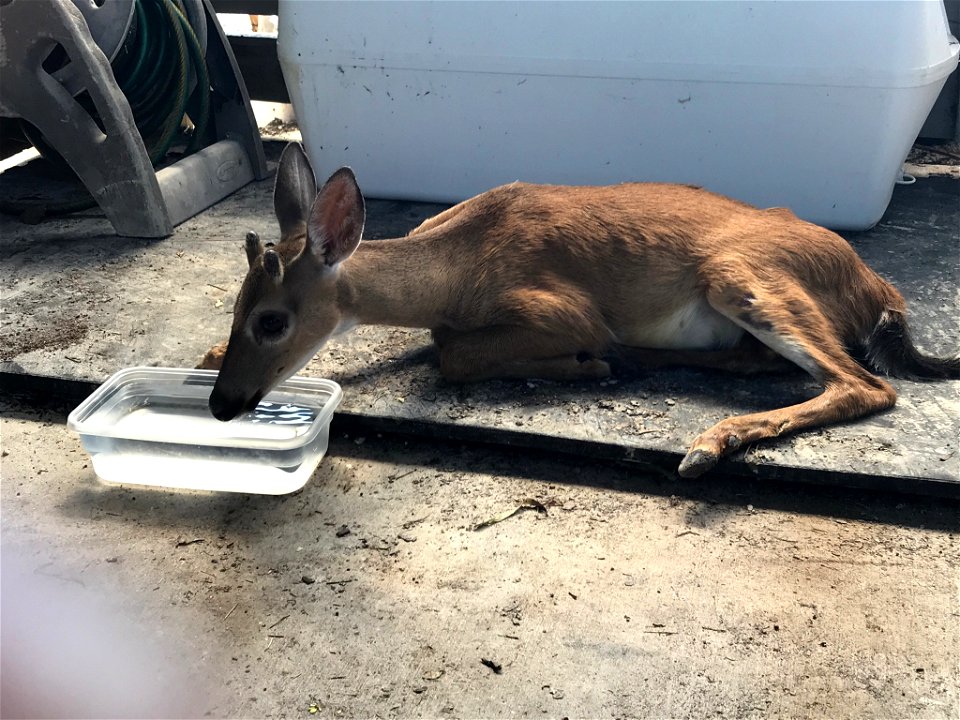 A dehydrated Key deer drinks water provided by USFWS at National Key Deer Refuge. Photo by Dan Chapman, USFWS.