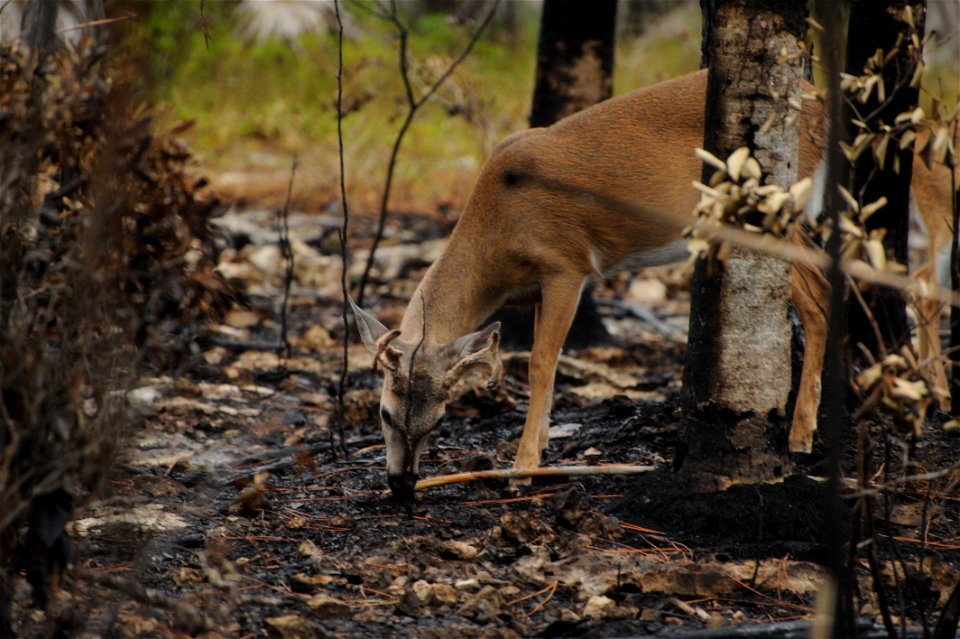 A Key Deer in an area burned the previous day in a prescribed fire at National Key Deer NWR Photo by Josh O'Connor - USFWS