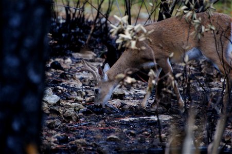 A Key Deer in an area burned the previous day in a prescribed fire at National Key Deer NWR