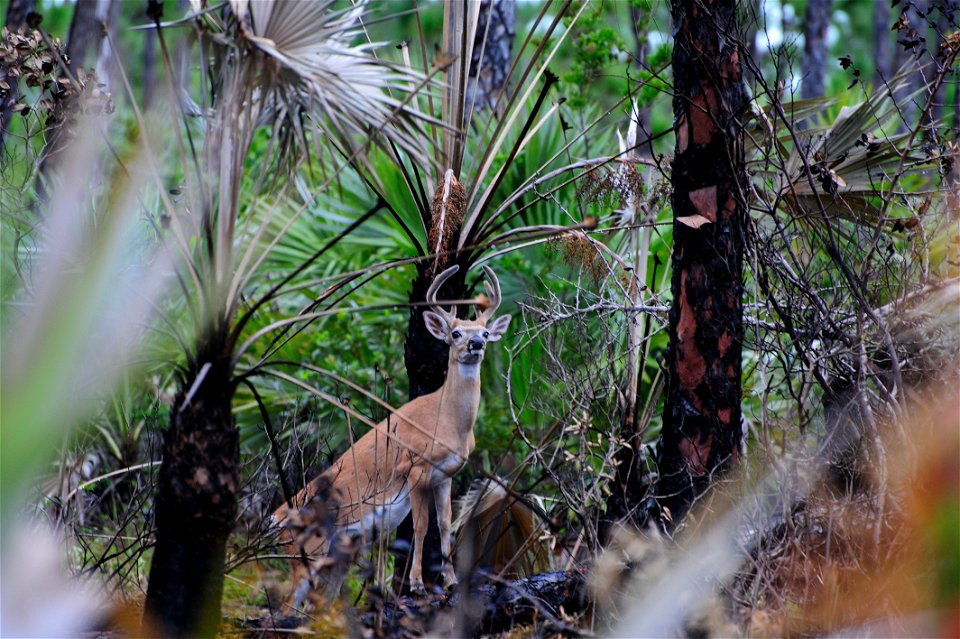 A Key Deer in an area burned the previous day in a prescribed fire at National Key Deer NWR