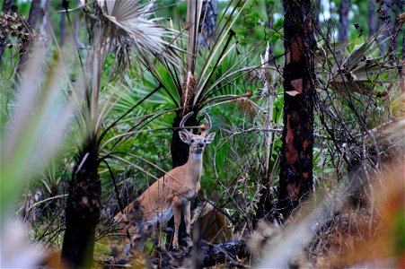 A Key Deer in an area burned the previous day in a prescribed fire at National Key Deer NWR