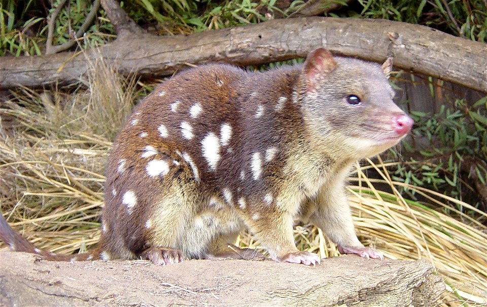 Quoll imaged at a rescue park, Tasmania, Austrailia, probably Tiger Quoll (Dasyurus maculatus), indicated by spots on tail
Photographer's note. This is a lucky through-the-fence shot using an old Sony