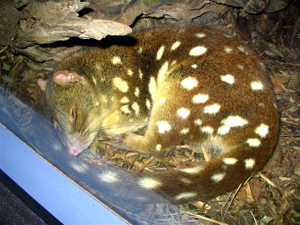 Spotted-tail quoll (Dasyurus maculatus) sleeping near the window of the nocturnal animals exhibit at Sydney Wildlife World.