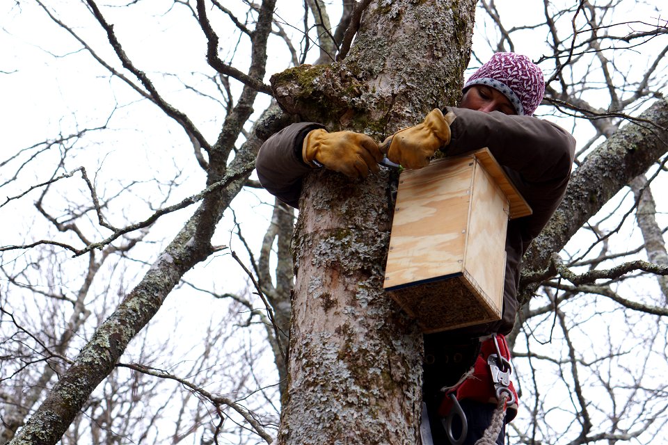 The Carolina northern flying squirrel is a cold-weather animal descendent from the northern flying squirrels pushed south by the ice sheets that covered northern latitudes during the last ice age. Whe