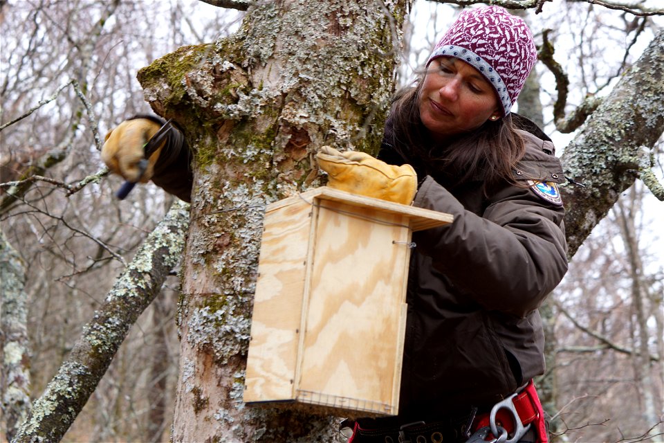 The Carolina northern flying squirrel is a cold-weather animal descendent from the northern flying squirrels pushed south by the ice sheets that covered northern latitudes during the last ice age. Whe