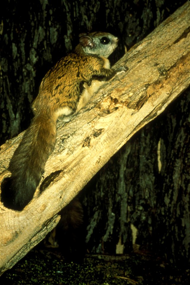 Image title: Virginia northern flying squirrel on a tree glaucomys sabrinus fuscus
Image from Public domain images website, http://www.public-domain-image.com/full-image/fauna-animals-public-domain-im
