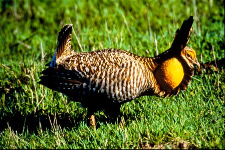 Attwater's Prairie Chicken (Tympanuchus cupido attwateri), related to the now extinct Heath hen, is a highly endangered subspecies. Along the US Texas and Louisiana coast there were over a million one photo