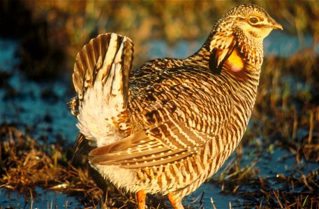 Attwater's Prairie chicken (Tympanuchus cupido) photo