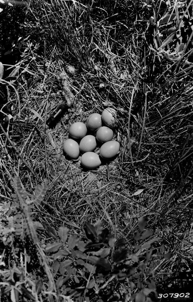 Photograph of Prairie Chicken Nest