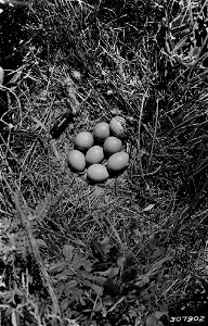 Photograph of Prairie Chicken Nest