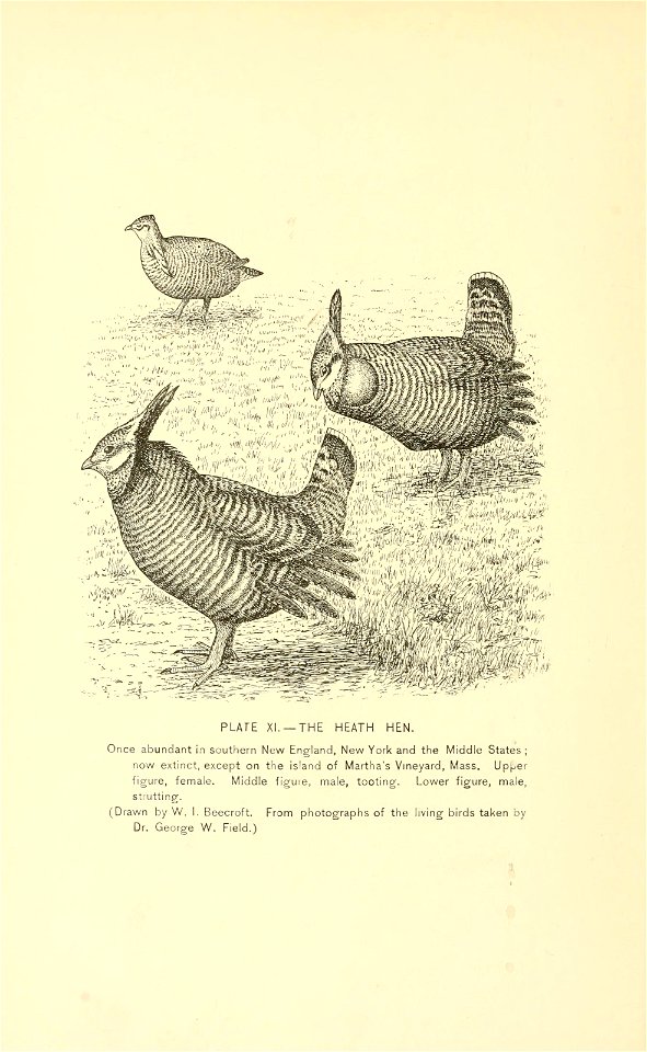 PLATE XI. — THE HEATH HEN. 
Once abundant in southern New England, New York and the Middle States ; 
now extinct, except on the island of Martha's Vineyard, Mass, Up^^er 
figure, fennale. Middle 