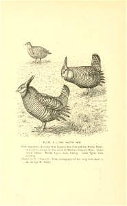 PLATE XI. — THE HEATH HEN. 
Once abundant in southern New England, New York and the Middle States ; 
now extinct, except on the island of Martha's Vineyard, Mass, Up^^er 
figure, fennale. Middle 