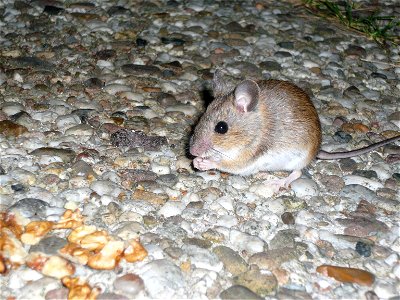 Originally described as "A House Mouse while eating pieces of walnut.", but this is much more likely to be a wood mouse, Apodemus sylvaticus photo