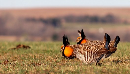 Greater prairie-chickens on the booming grounds, putting on their best dance moves in the largest remaining block ofin the world.
Photo taken on a private ranch in the Flint Hills of  Kansas
Credit: G