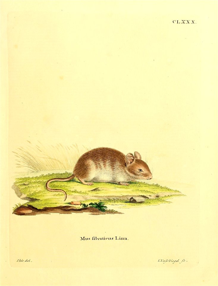 OL, XXX. 

Mus filvaticus Linn. = Mus sylvaticus Linnaeus, 1758 = Apodemus sylvaticus (Linnaeus, 1758)